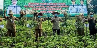 Wabup Pamekasan Bersama Kepala Distan Jatim Panen Kacang Tanah di Desa Campor