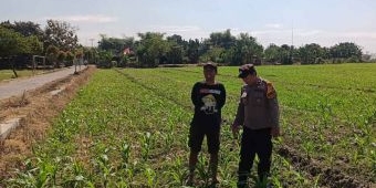 Dukung Program Ketahanan Pangan, Polsek Tarik Dampingi Petani