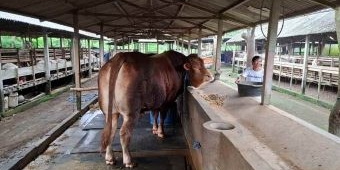 Kisah Jihad, Nama Sapi Peternak Blitar yang Dipilih Presiden Prabowo sebagai Hewan Kurban