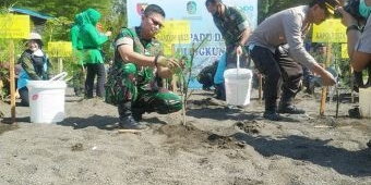 Cegah Abrasi Pantai Cemara, Kodim 0825 Banyuwangi Gandeng Pelindo Tanam 5.000 Cemara dan Mangrove