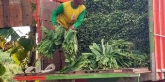 Cuaca Tak Menentu, Hasil Panen Tembakau di Tuban Menurun Drastis, Petani Terpuruk