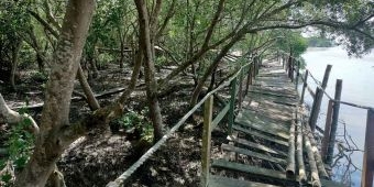 Tutup karena Pandemi Covid-19, Fasilitas Wisata Mangrove Bancaran Rusak