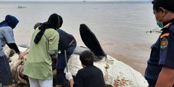 Tim Peneliti Gabungan Lakukan Pemeriksaan Terhadap Bangkai Paus Orca di Banyuwangi