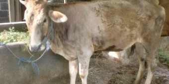 Kasus Dugaan Korupsi Bansos Sapi di Tulungagung Macet di Kejaksaan