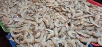 petambak-udang-lokal-terpaksa-jual-murah-akibat-isu-zat-radioaktif