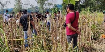 Warga Kedunggalar Ngawi Digegerkan Penemuan Mayat Tanpa Identitas, Diduga Kuat Korban Pembunuhan