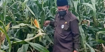 Demi Kesejahteraan, Bupati Fadeli Harap Produktivitas Jagung Terus Ditingkatkan