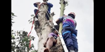 Penyelamatan Warga Blitar yang Pingsan dari Atas Pohon Randu Berlangsung Dramatis