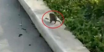 Tikus Serbu IKN, Warganet: Firasat Tempatnya Tikus Berdasi