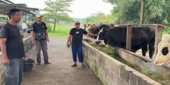 Peternakan di Pasuruan ini Alami Lonjakan Penjualan Hewan Kurban Jelang Iduladha 1446 H