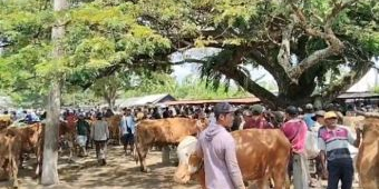 Harga Sapi di Pasar Kerek Tuban Naik Rp1,5 Juta per Ekor Jelang Iduladha