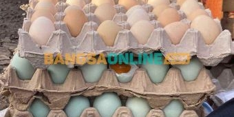 Telur Ayam Kampung Naik Drastis! Simak Update Harga Sembako Jatim Terbaru Hari Ini