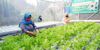 Musim Kemarau, Petani Hidroponik di Kota Kediri Waspada Hama Penggorok dan Kutu Daun
