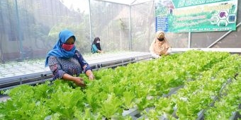 Musim Kemarau, Petani Hidroponik di Kota Kediri Waspada Hama Penggorok dan Kutu Daun