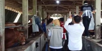 Jelang Idul Adha 1446 H, Nusantara Farm Pamekasan Jamin Hewan Kurban Berkualitas