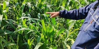 Serangan Ulat Grayak di Kediri Kian Meluas, Insektisidad Tak Mempan, Petani Pasrah