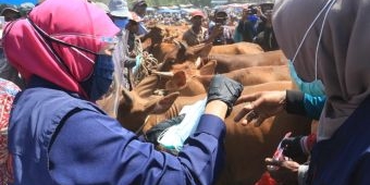 Bisa Jadi Korporasi, Khofifah Apresiasi Penjualan Sapi secara Online di Pettong Bangkalan