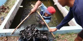 WBP Lapas Kelas I Madiun Berhasil Panen 5.000 Ekor Ikan Lele