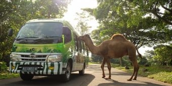 Masa Coblosan, Taman Safari Prigen Beri Diskon 27 Persen