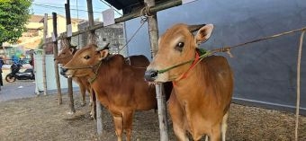 Masjid Baiturrachim Bangkalan Bagikan 800 Daging Kurban ke Warga Sekitar