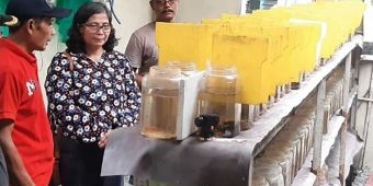 Pj Wali Kota Kediri Berburu Ikan Cupang di Kampung Harmoni Betta