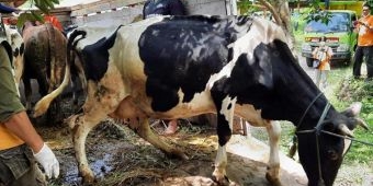 Terancam Longsor Susulan, 16 KK dan 30 Ekor Sapi di Dusun Brau Diungsikan