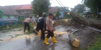 Boncengan dengan Anak, Ibu 35 Tahun di Kediri Tewas Tertimpa Pohon Tumbang