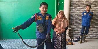 Damkar Gresik Tangkap Kobra di Menganti