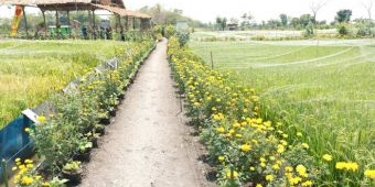 Jajaki Pasokan Bibit Unggul, Pemkab Lamongan Kerja Sama dengan Batan