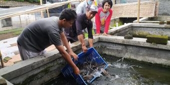 Pokdakan Makmur Sejahtera Dapat Bantuan Indukan Lele dari Dinas Kelautan dan Perikanan Jatim