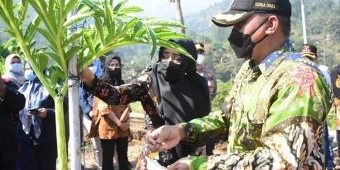 Didampingi Kepala Dinas Pertanian Mojokerto, Bupati Ikfina Tinjau Panen 15 Ton Porang di Desa Jembul