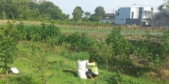 Cegah Alih Fungsi dan Jaga Lingkungan, Pemkot Batu Didesak LBH ini Tetapkan Lahan Pertanian