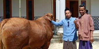 Ekonomi Kolaboratif, 369 Berkah Gaet 350 Peternak Kokop dan Jual 385 Hewan Kurban di Iduladha 1446 H