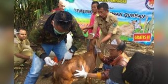 Pastikan Hewan Qurban Aman dari Penyakit Menular, DKPP Pamekasan Lakukan Pemeriksaan