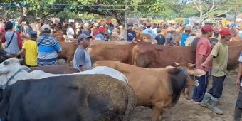 Waspada! Kasus PMK di Ngawi Meluas ke 9 Kecamatan