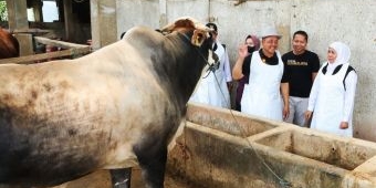 Sebanyak 4.447 Sapi di Jatim Sembuh dari Virus PMK, Khofifah Apresiasi Pemerintah hingga Peternak