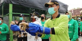 Bupati Bojonegoro Dorong Petani Pelihara Burung Hantu untuk Basmi Hama Tikus