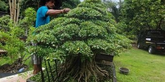 Bonsai Kimeng Milik Ketua Rubi Kediri ini Dihargai Rp500 Juta