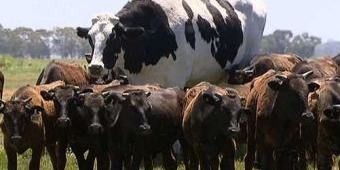 Knickers, Sapi Raksasa yang Tak Laku Dijual karena Pembeli Bingung Cara Bawa Pulang