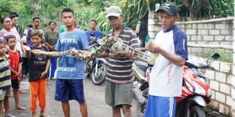 Ular Raksasa Hebohkan Kampung Bektiharjo Tuban