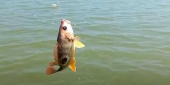 Mancing di Muara dengan Udang Hidup Plus Essen ini, Dijamin Gacor!