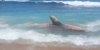 Hiu Tutul Sepanjang 5 Meter Terdampar Mati di Pantai Pangi Blitar