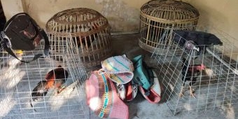 Polsek Babat Lamongan Grebek Arena Judi Sabung Ayam di Moropelang, Para Pelaku Lari Kocar-Kacir