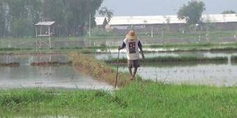 Terendam Banjir, Puluhan Hektare Tanaman Padi di Sumenep Terancam Gagal Panen