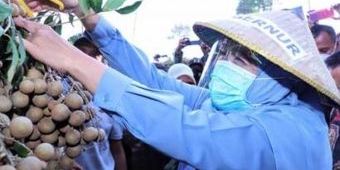 Petik Perdana Buah Klengkeng, Gubernur Khofifah: Kualitas Premium, Berpotensi Tembus Internasional