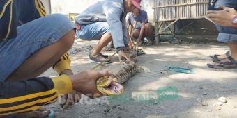 Ular Sanca Kembang Diamankan Warga di Blitar Usai Memangsa Seekor Ayam