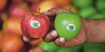 Peredaran Apel Berbakteri Berlabel Granny Smith Masuk Nganjuk