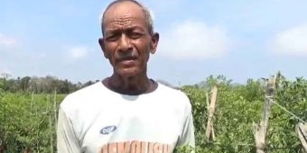 Kemarau Ekstrim, Petani Cabai di Jember Terancam Gagal Panen