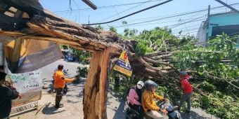 Akibat Angin Kencang, Pohon di Jalan Raya Kebon Agung Sidoarjo Tumbang Menimpa Toko
