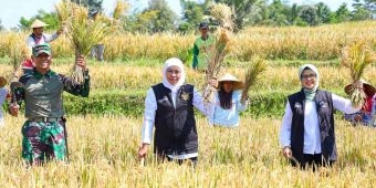 Panen Raya Padi Varietas Inpari 32 di Blitar, Gubernur Khofifah Apresiasi Poktan Gardu Rukun II